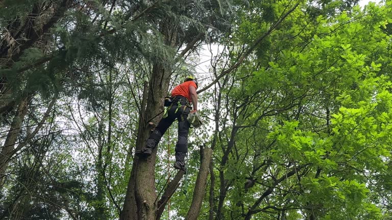 How Our Tree Care Process Works  in  Crothersville, IN